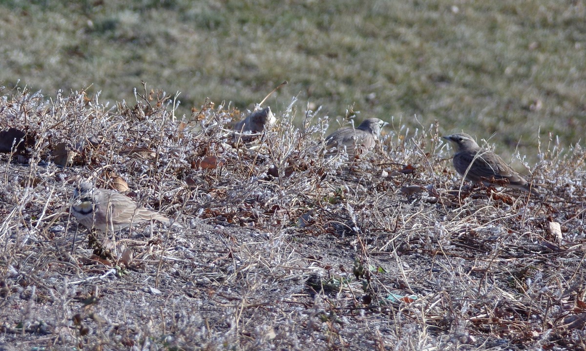 skřivan ouškatý - ML647249732