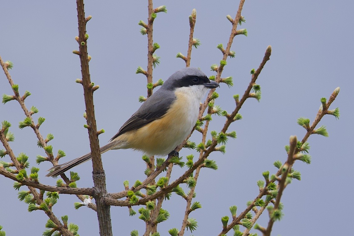 Gray-backed Shrike - ML647249734