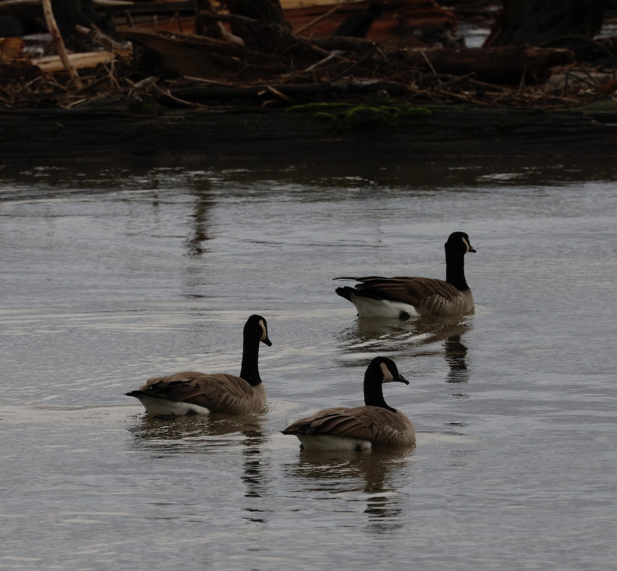 ברנטה קנדית - ML647249736