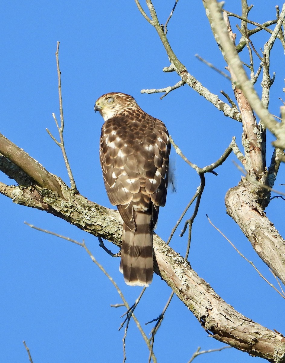 Cooper's Hawk - ML647249738