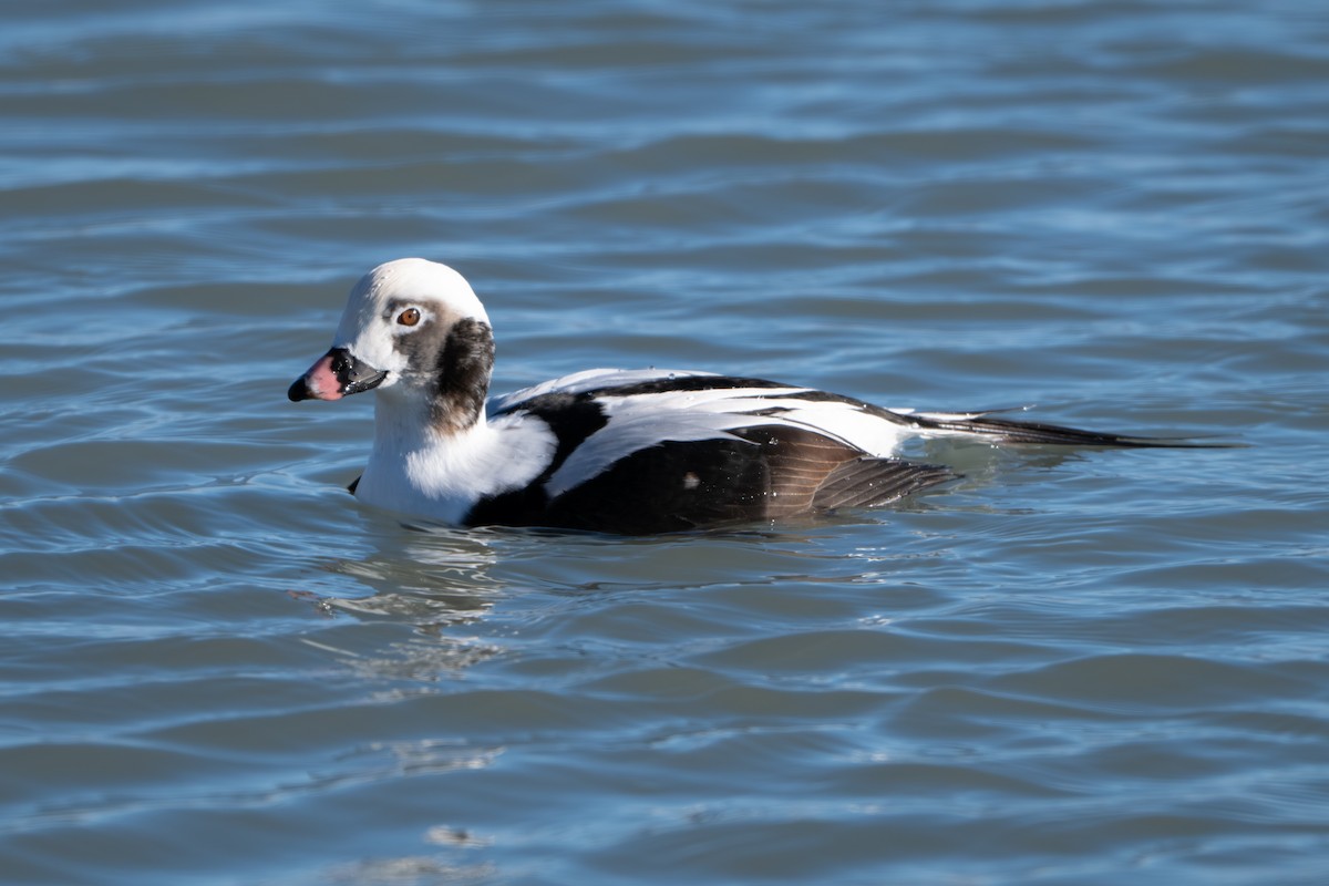 ברווז קרח - ML647249741