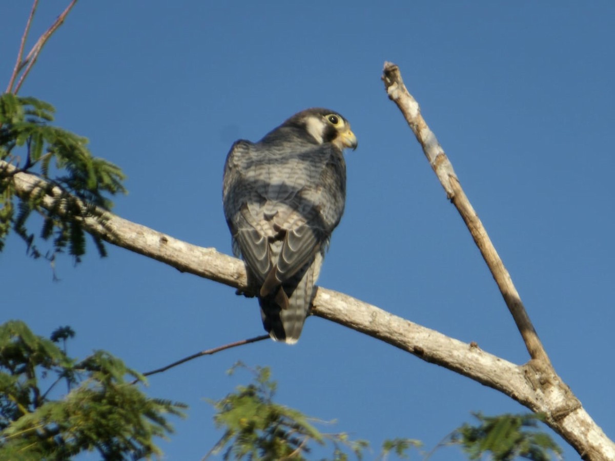 Peregrine Falcon - ML647249742