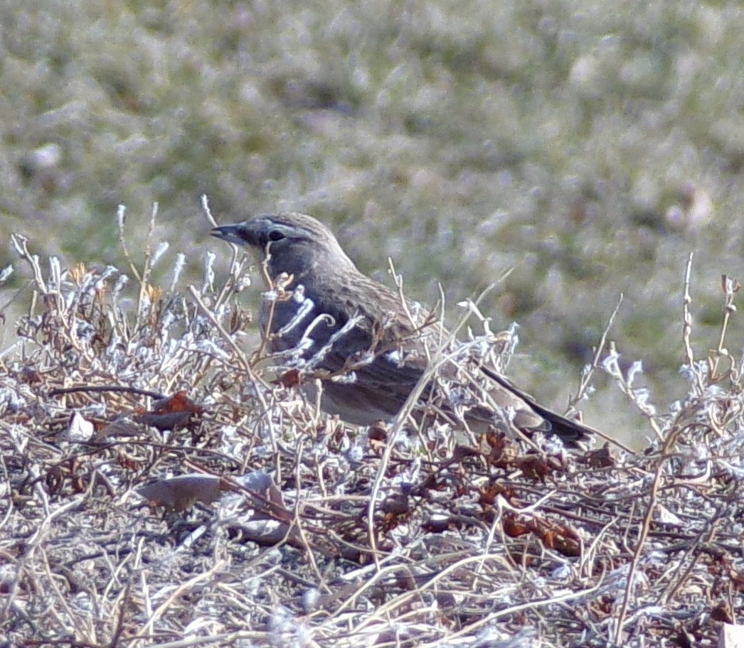 skřivan ouškatý - ML647249746