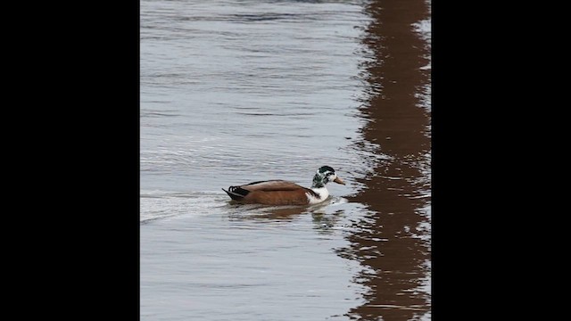 Anatra germanata - ML647249761