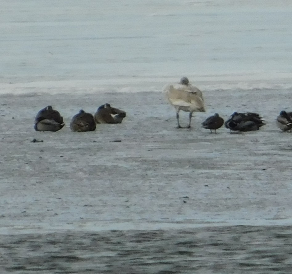 コハクチョウ - ML647249764