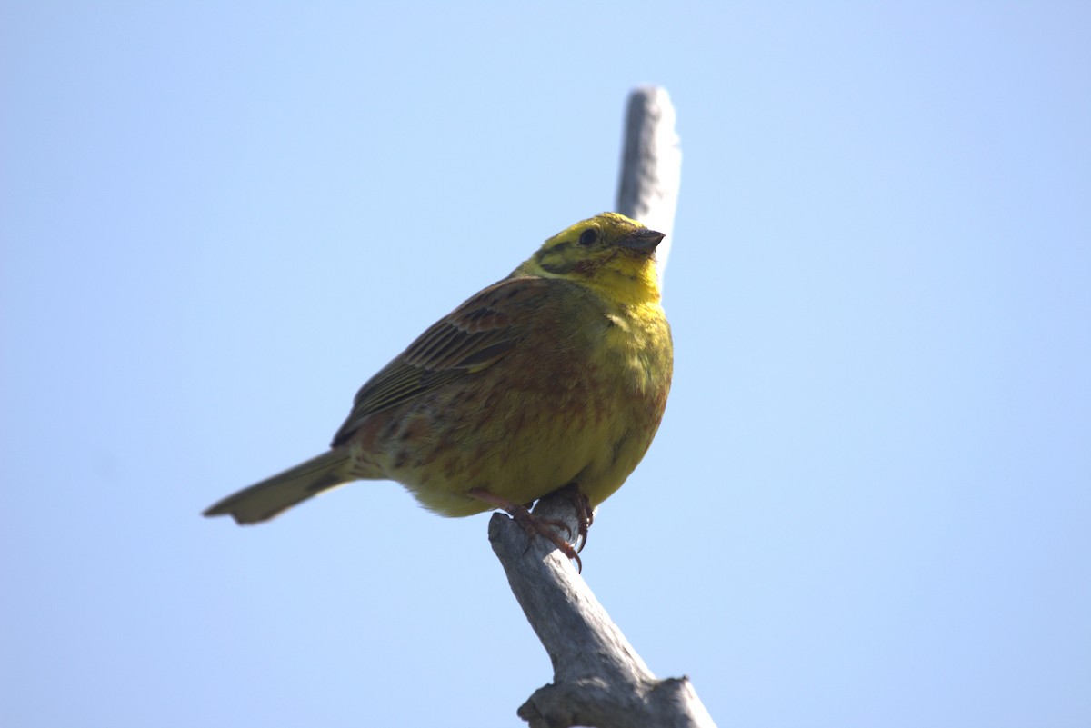 Yellowhammer - ML647249766