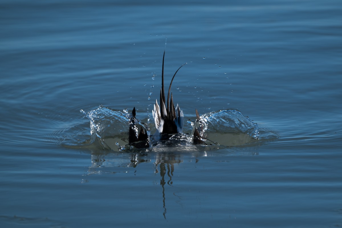 ברווז קרח - ML647249767