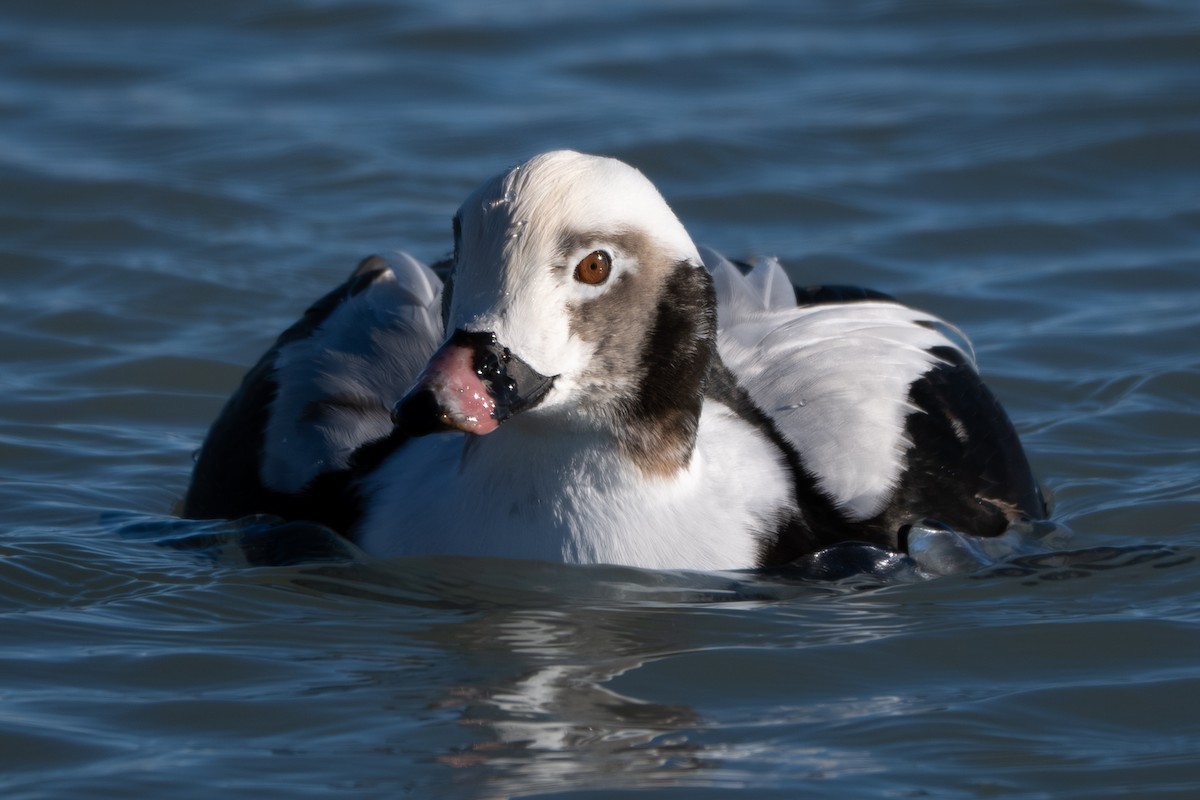 ברווז קרח - ML647249797