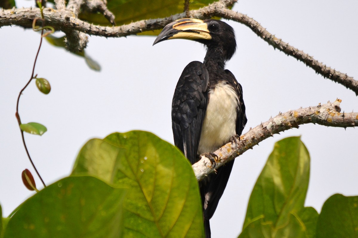 West African Pied Hornbill - ML647249798