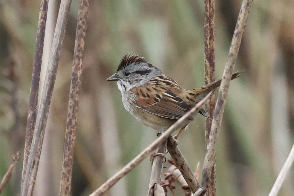 Swamp Sparrow - ML647249800
