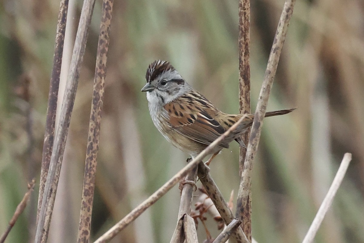 Swamp Sparrow - ML647249801