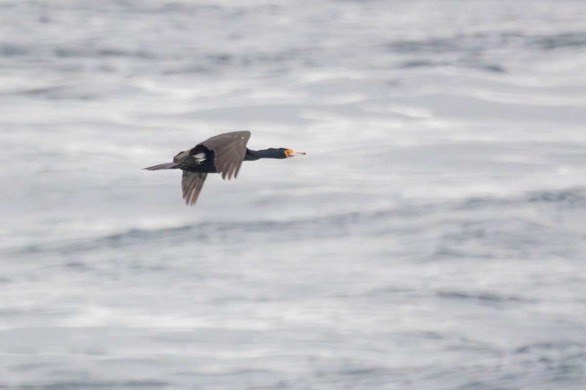 kormorán červenolící - ML647249802