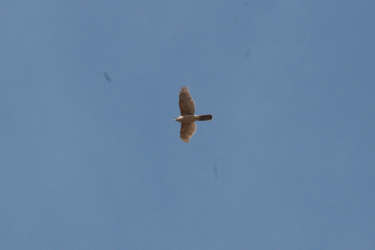 Тетеревятник - ML647249812