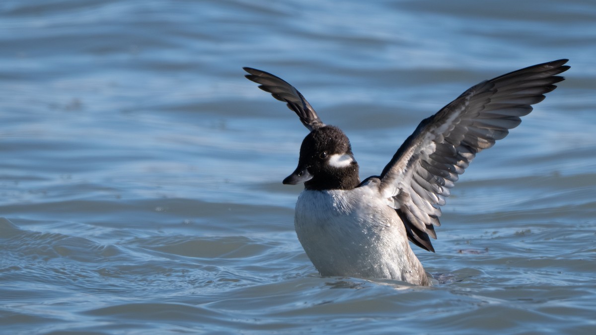 עבראש לבנוני - ML647249813