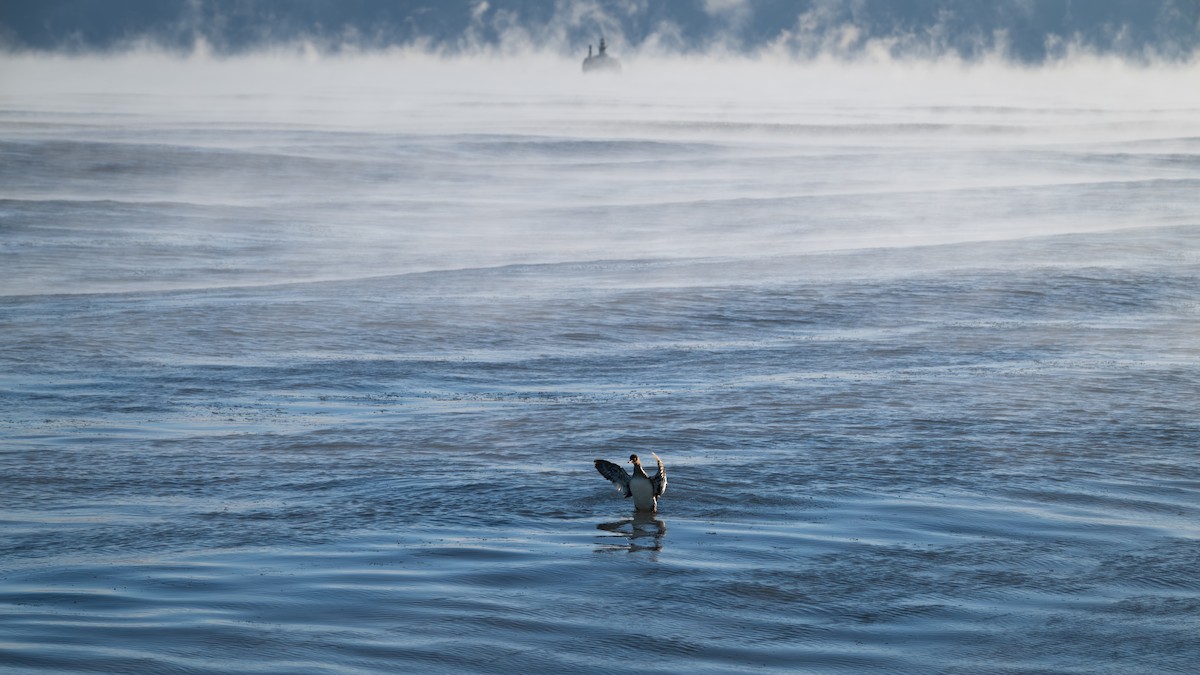 מרגון בינוני - ML647249819