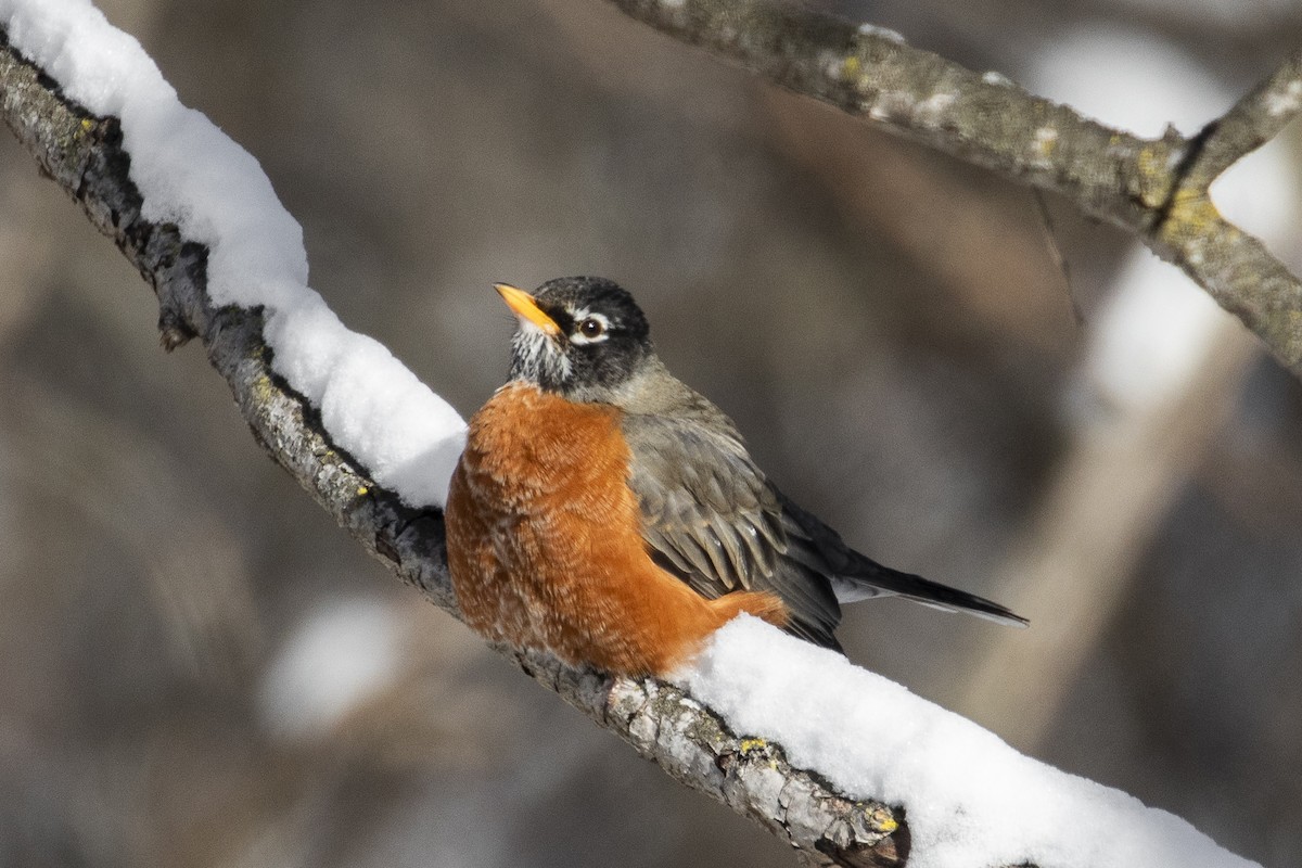 American Robin - ML647249835