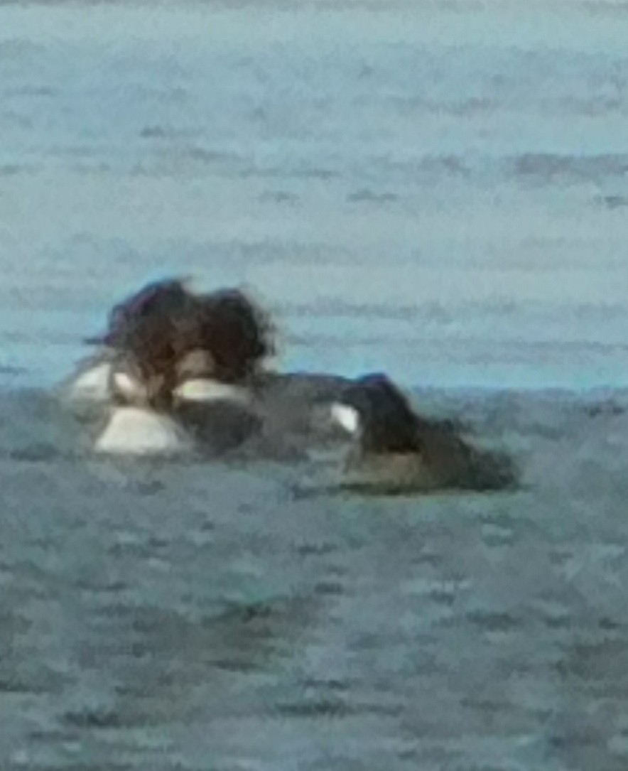 コスズガモ - ML647249878