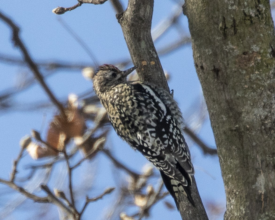 Yellow-bellied Sapsucker - ML647249882