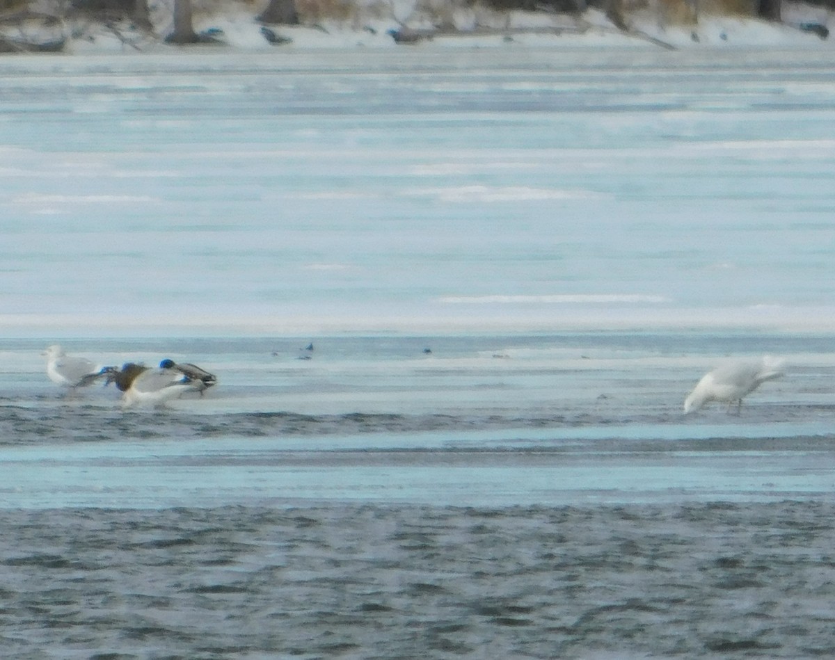 シロカモメ - ML647249883