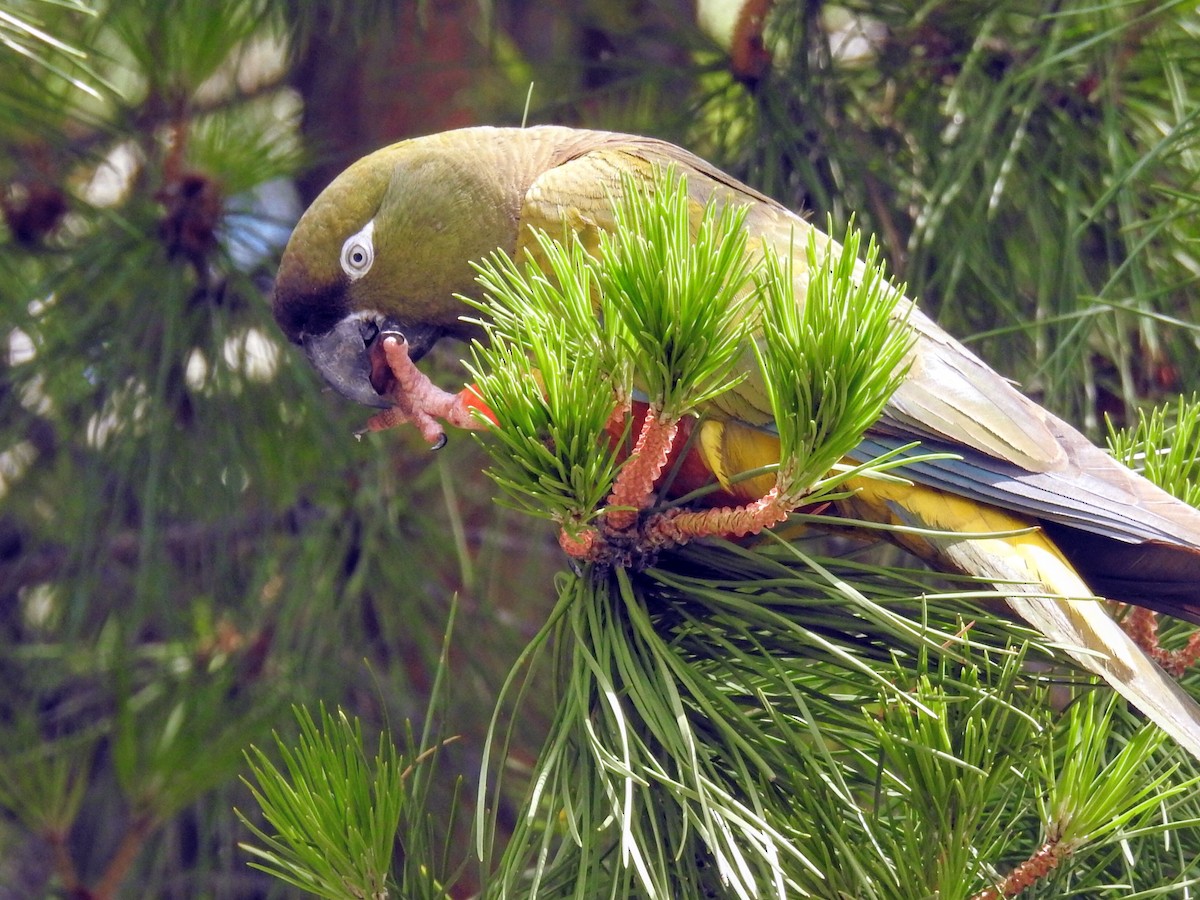 Burrowing Parakeet - ML647249887