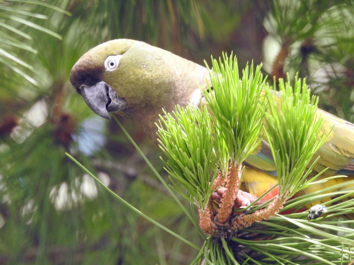 Burrowing Parakeet - ML647249889