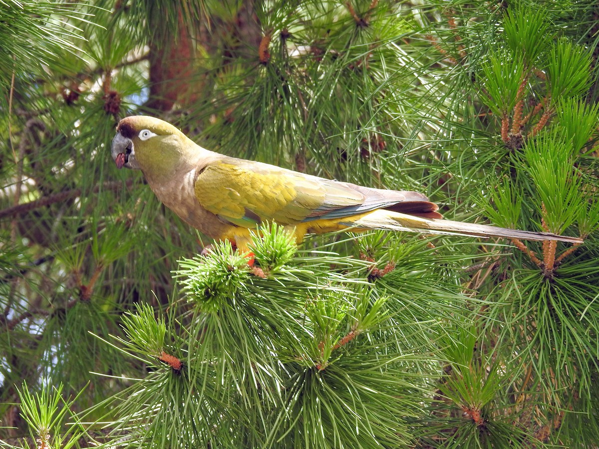 Burrowing Parakeet - ML647249890