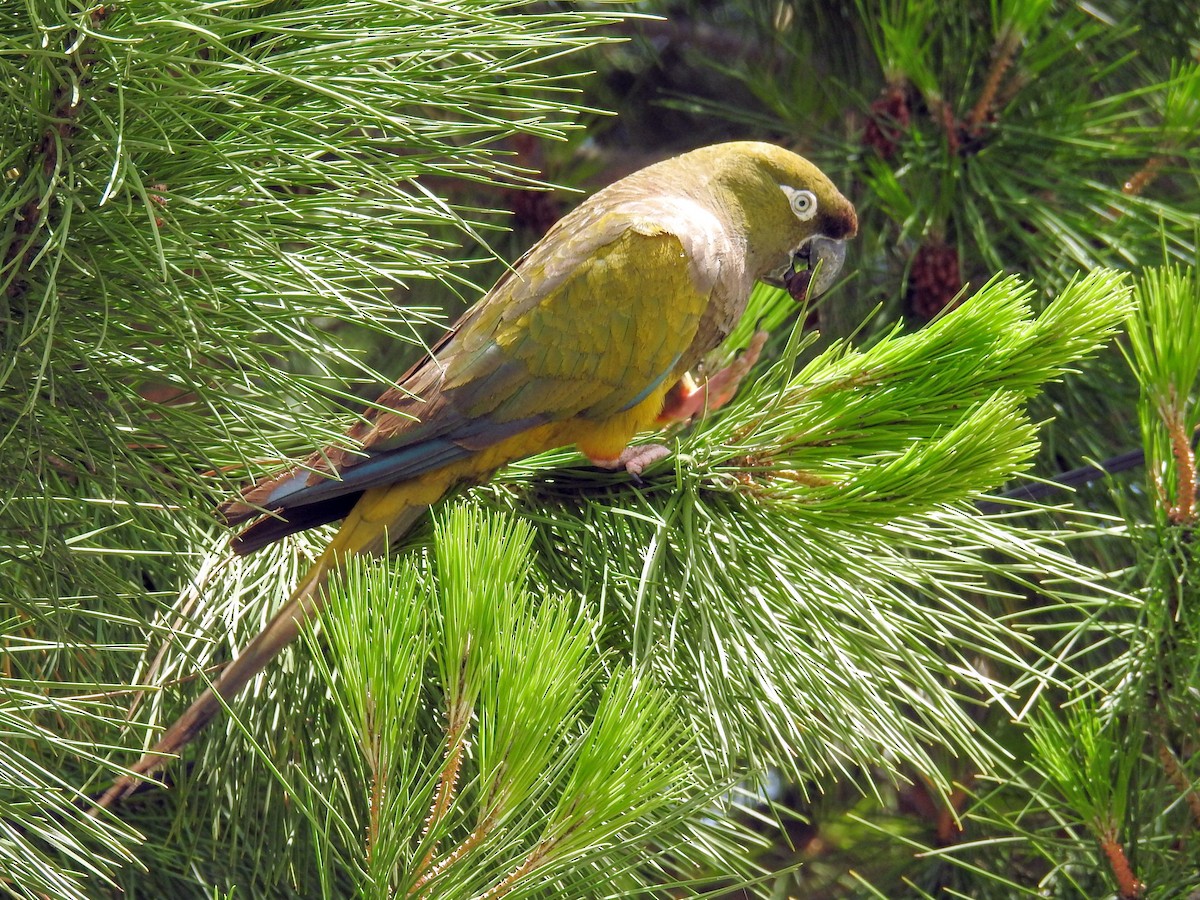 Burrowing Parakeet - ML647249891