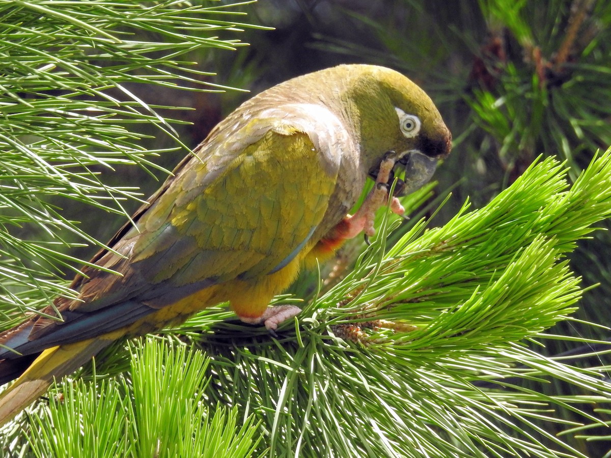 Burrowing Parakeet - ML647249892