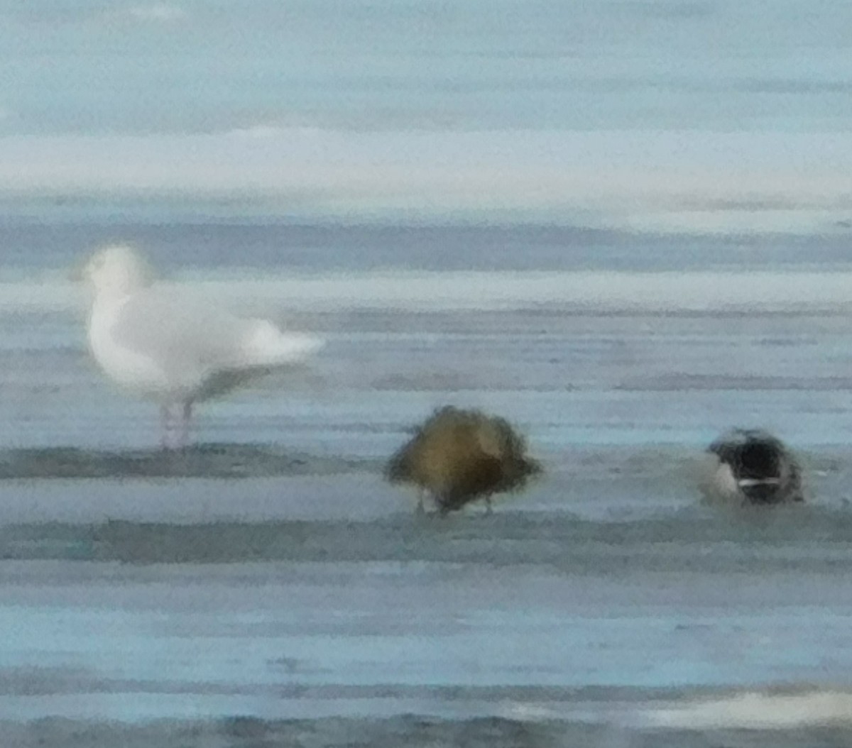 シロカモメ - ML647249904