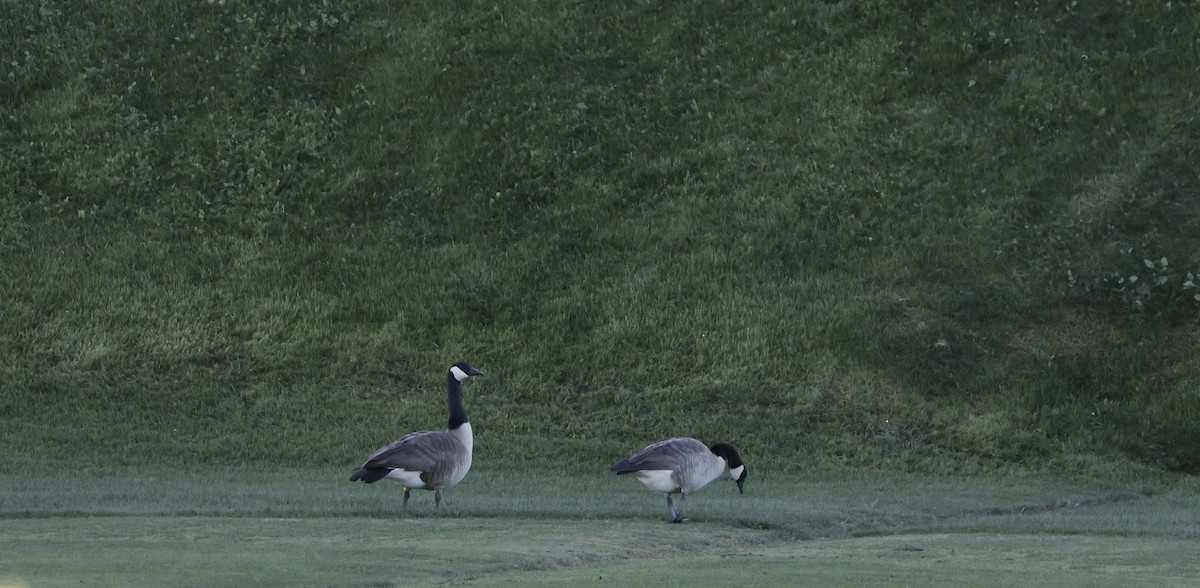 ברנטה קנדית - ML647249908