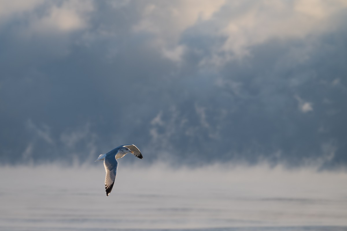 שחף מערבי - ML647249912