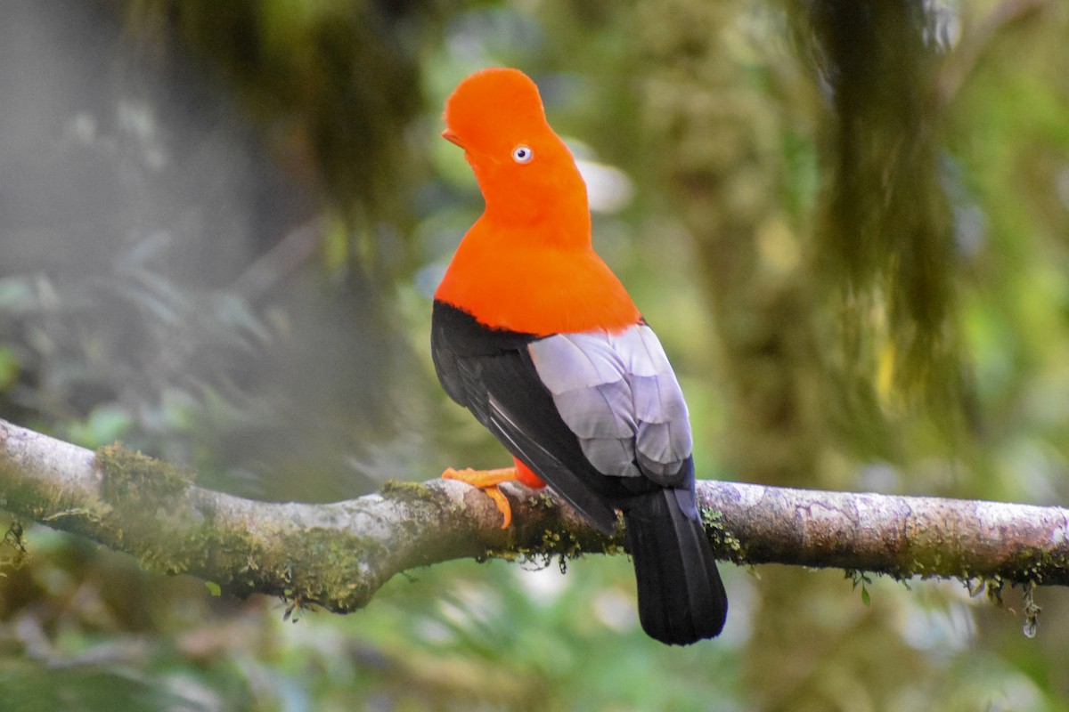 Coq-de-roche péruvien - ML647249932