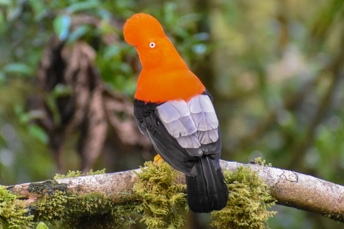 Coq-de-roche péruvien - ML647249933