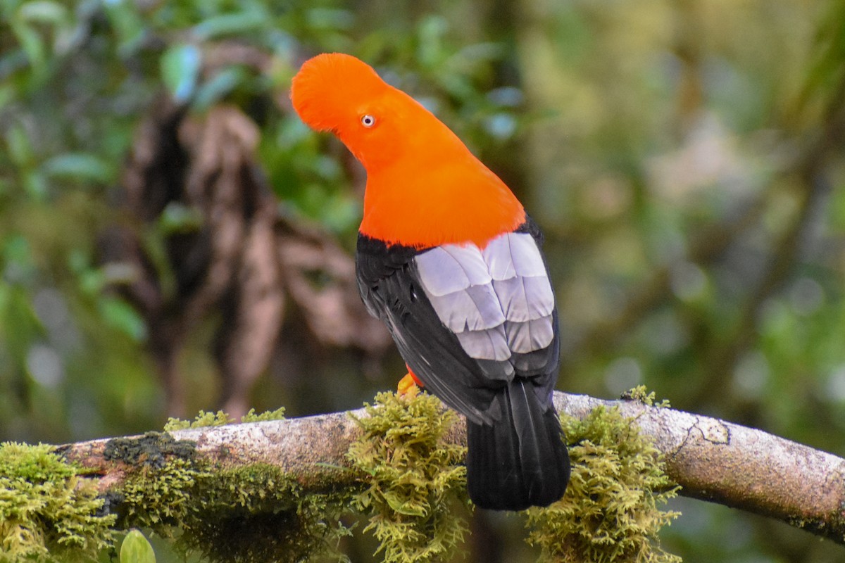 Coq-de-roche péruvien - ML647249934