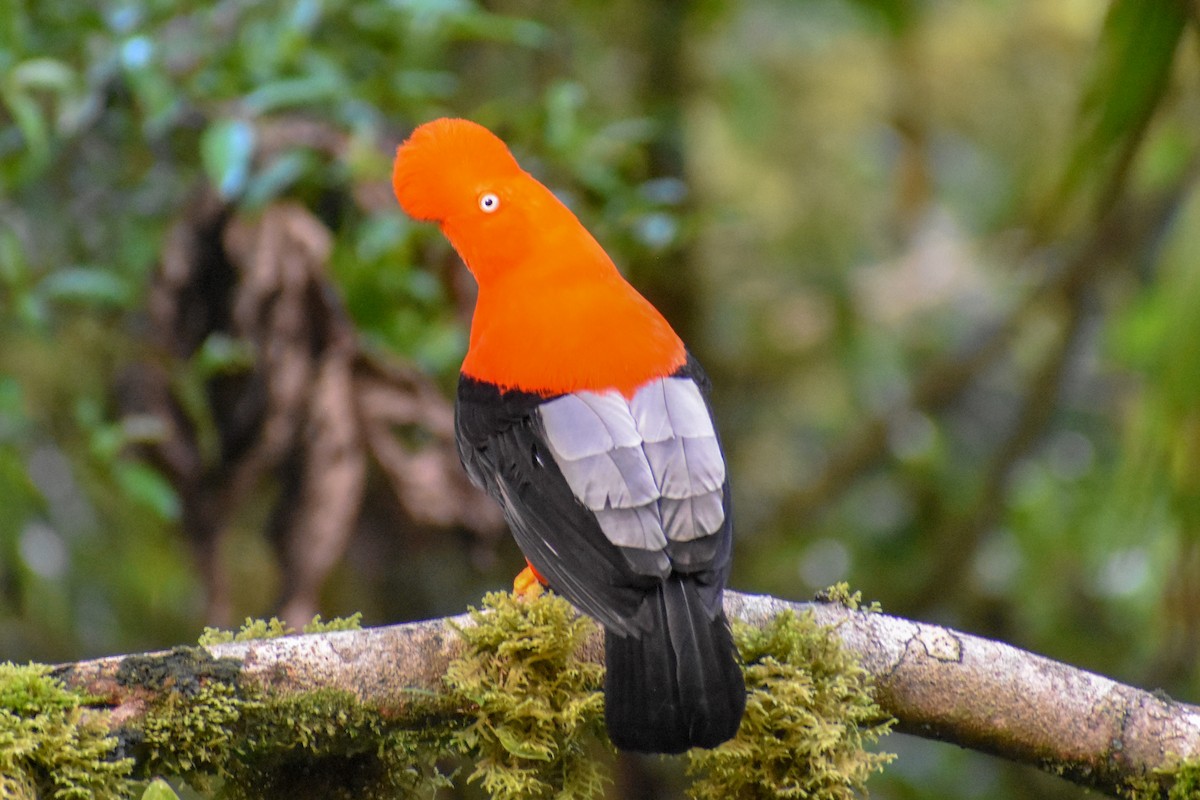 Coq-de-roche péruvien - ML647249935