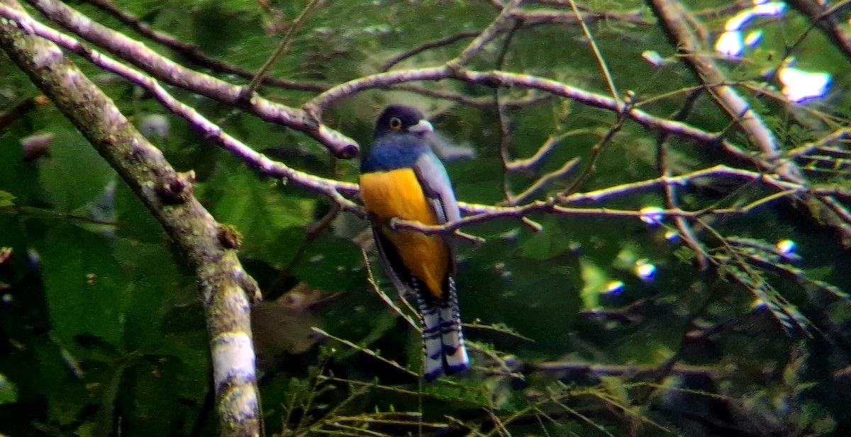 Gartered Violaceous Trogon - ML647249940