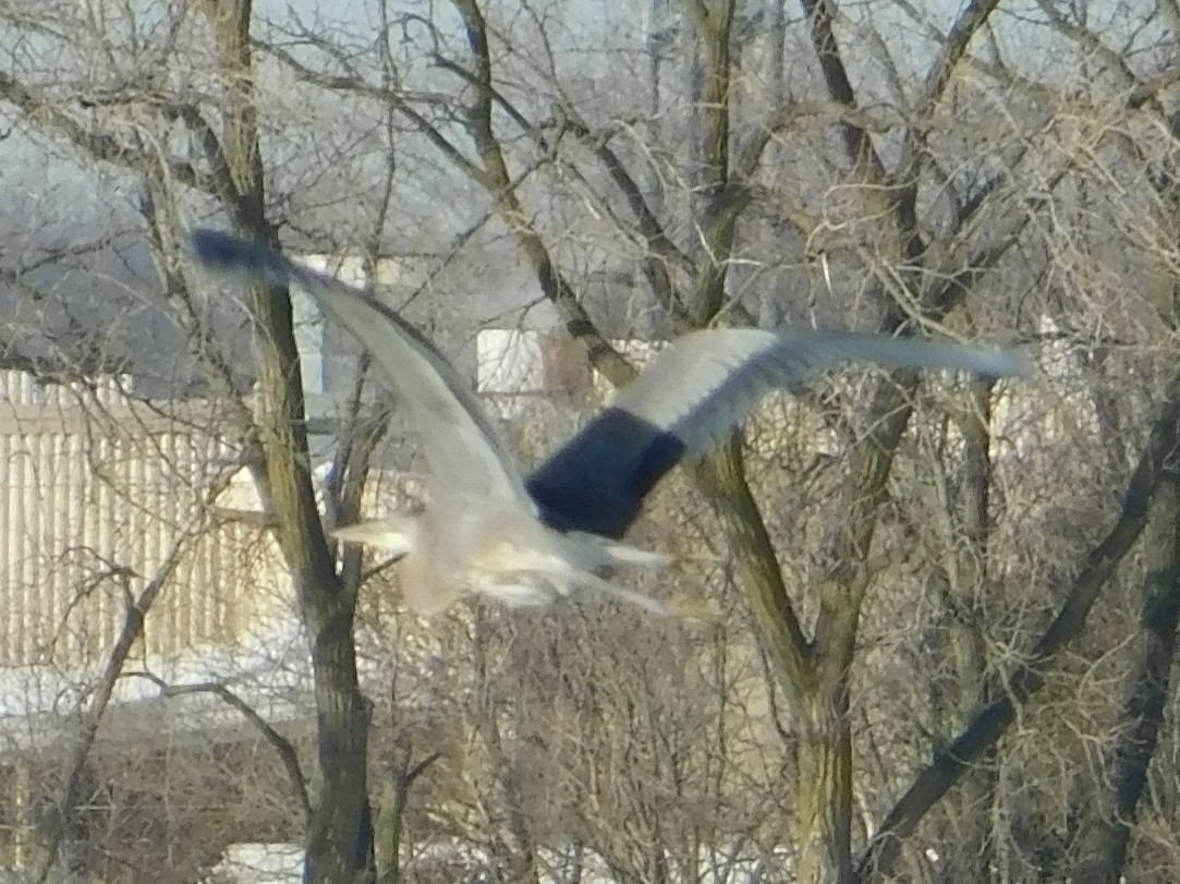 オオアオサギ - ML647249944