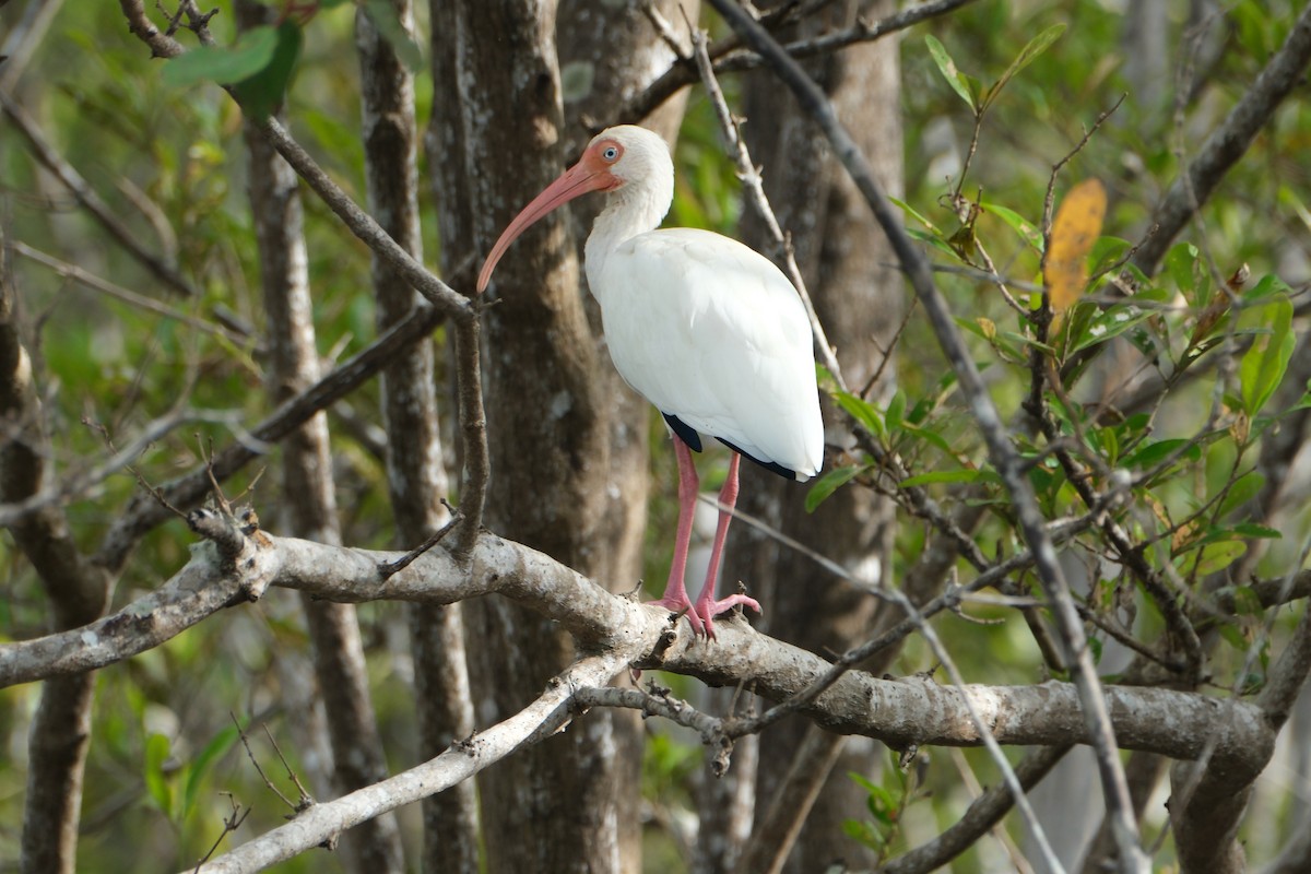 White Ibis - ML647249945
