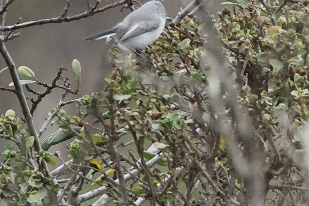 Голубая комароловка - ML647249947