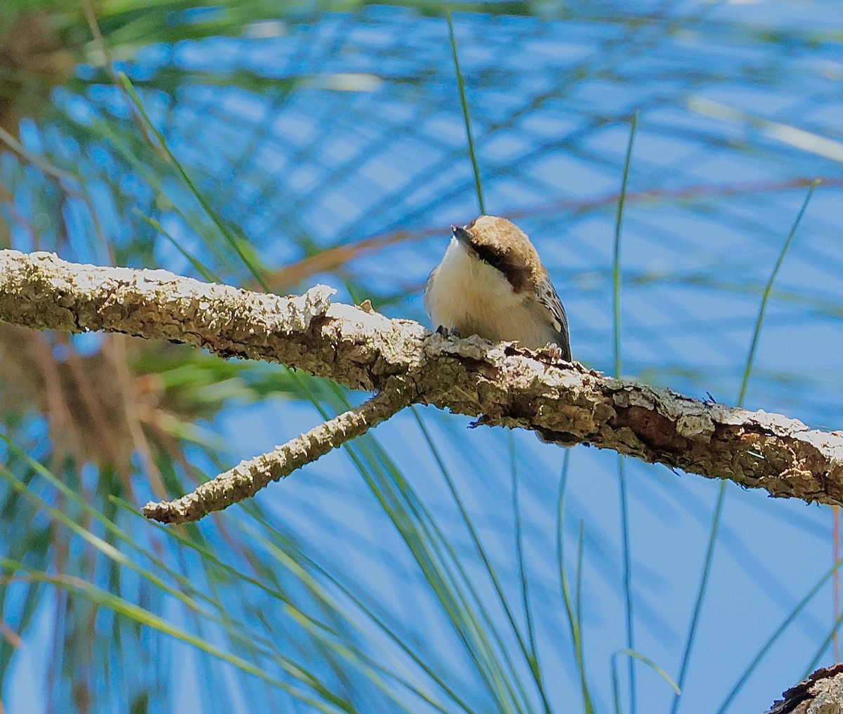 Brown-headed Nuthatch - ML647249949