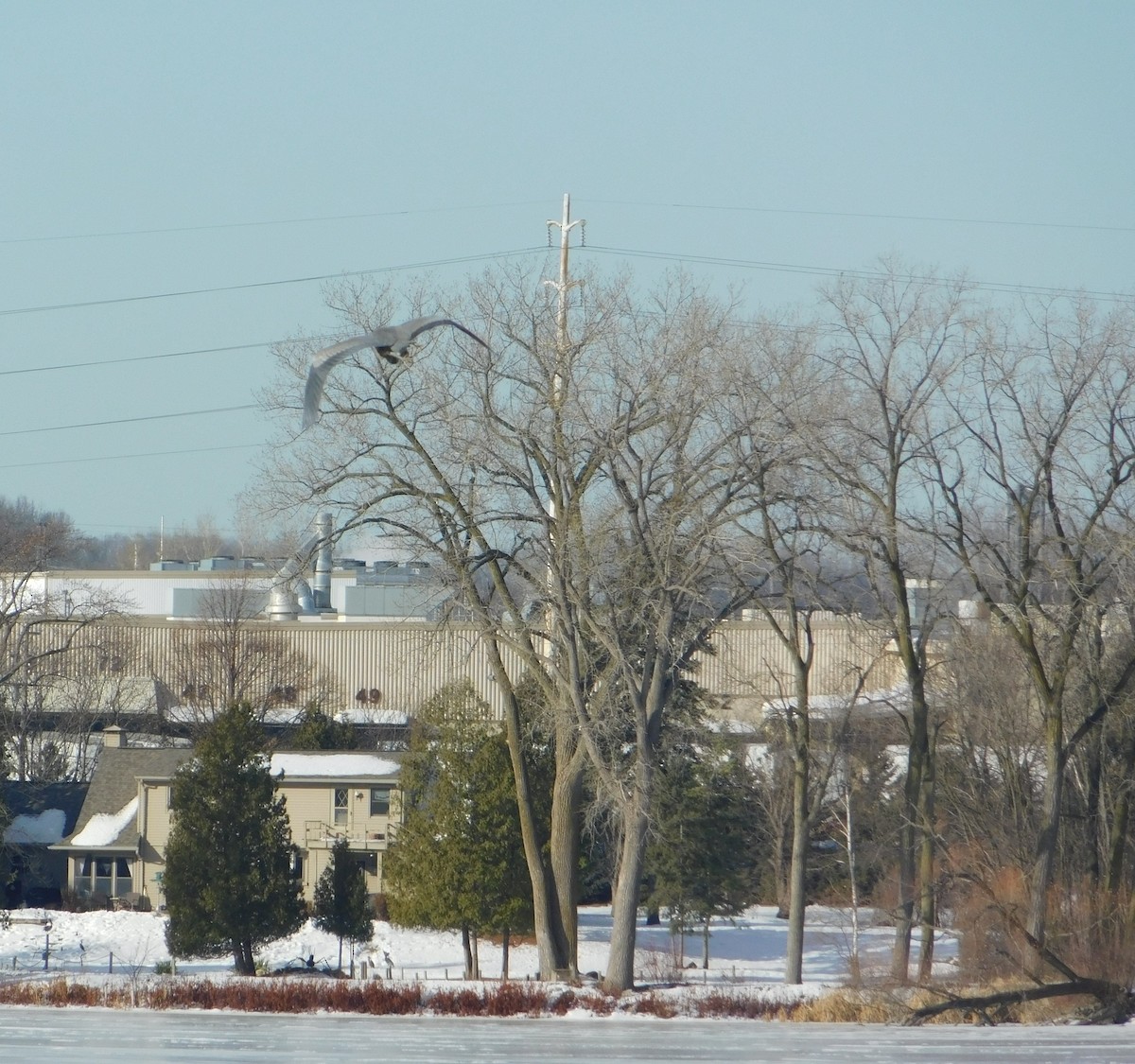 オオアオサギ - ML647249954