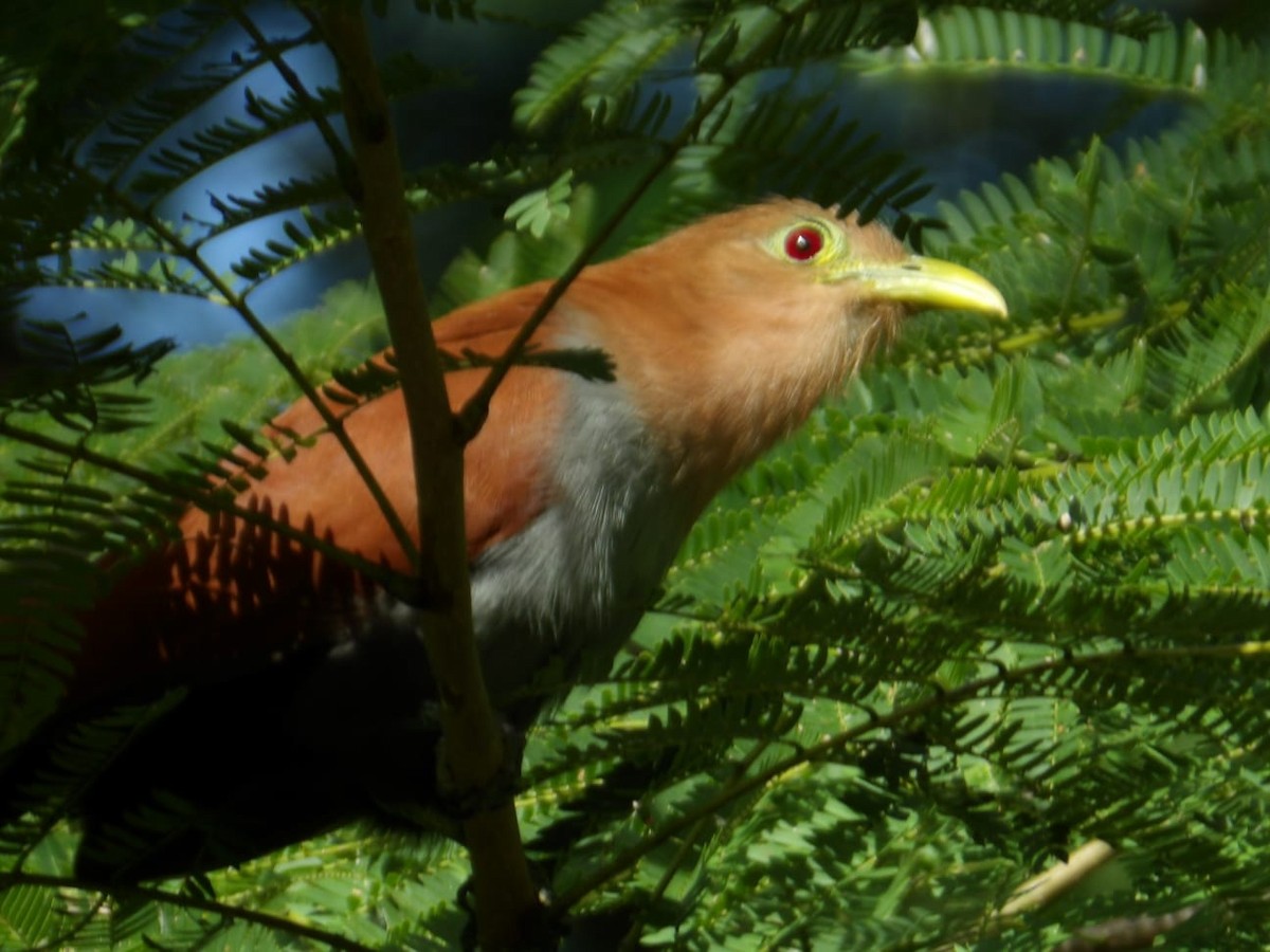 Common Squirrel-Cuckoo - ML647249957