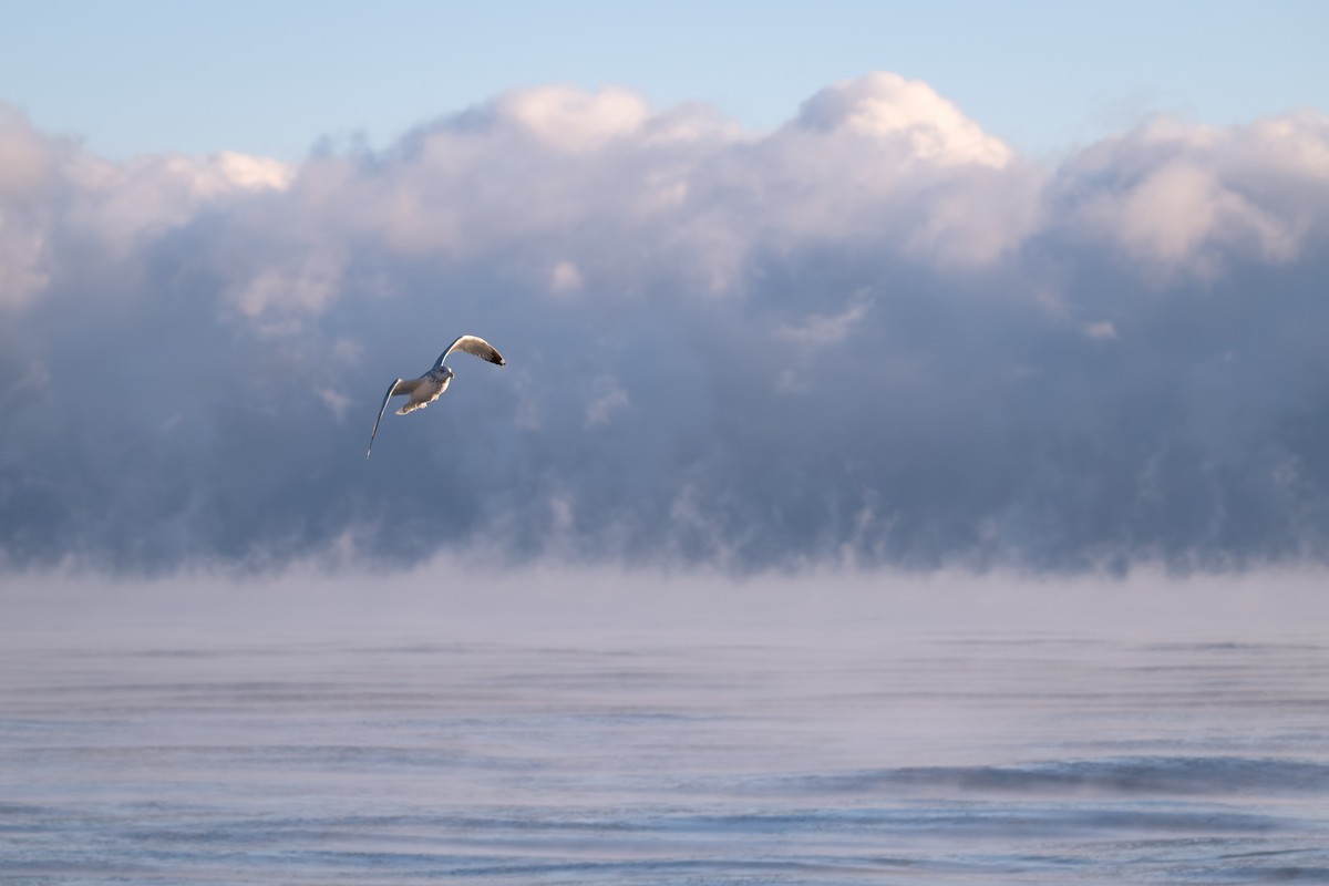 שחף מערבי - ML647249958