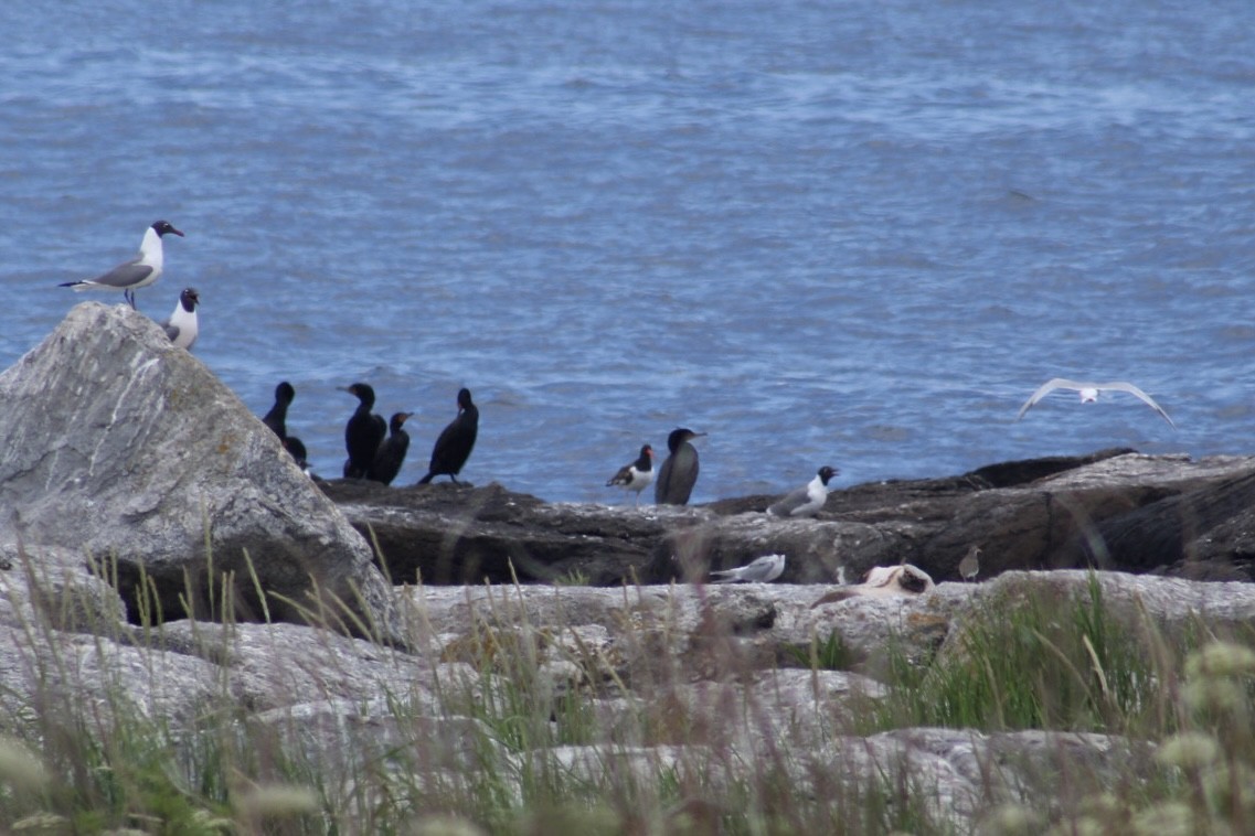 amerikatjeld - ML647249959