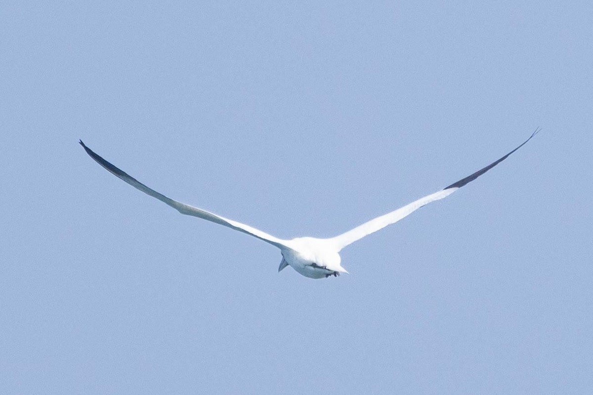 סולה מצויה - ML647249961