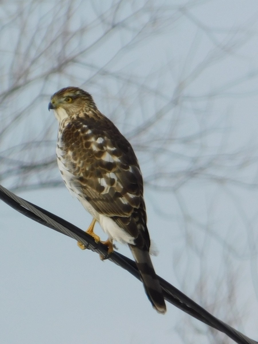 クーパーハイタカ - ML647249962