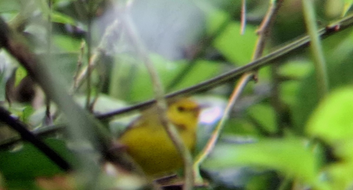 Болотянка чорногорла - ML647249964