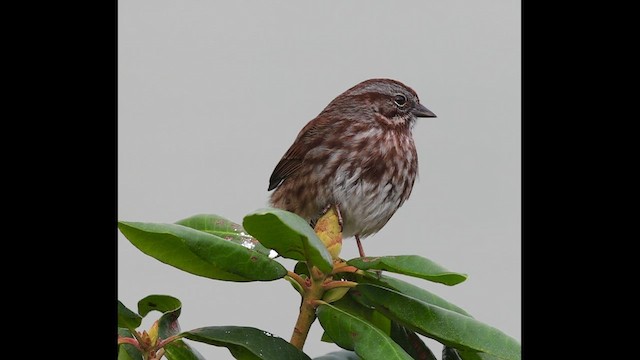 Song Sparrow - ML647250000