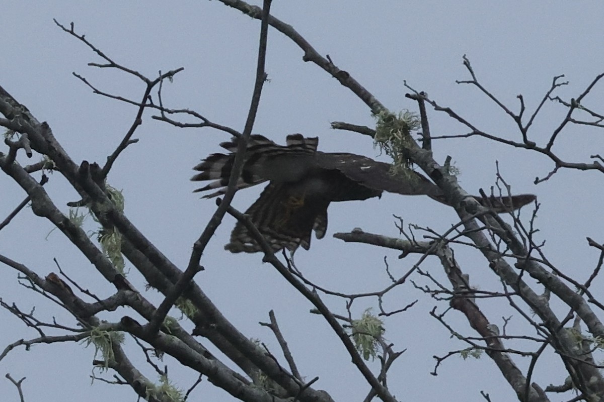 Sharp-shinned/Cooper's Hawk - ML647250002