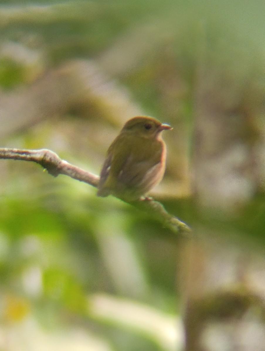 シママイコドリ - ML647250006